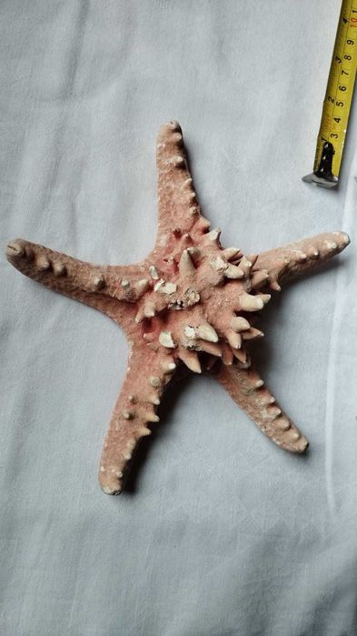 Zestaw rozgwiazd rozgwiazda suche + gratis