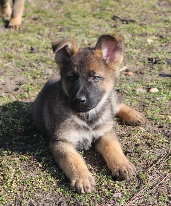 Owczarek niemiecki linia użytkowa