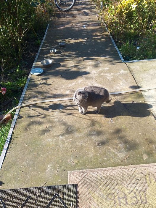 Продаю кішку шотландська весловуха