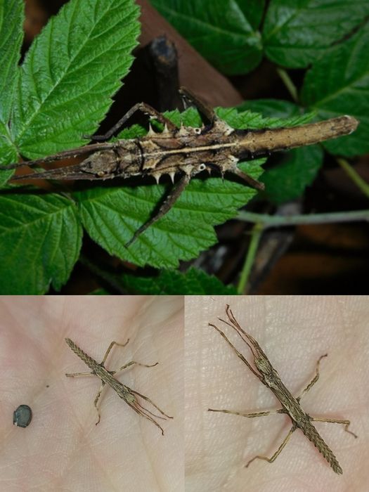 Палочник незвичайний  "Tisamenus sp Gagayan"
