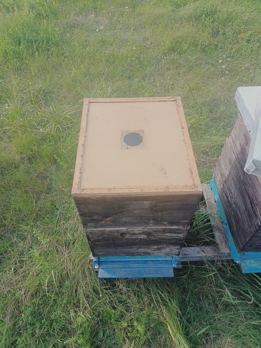 Sprzedam ule dadanta