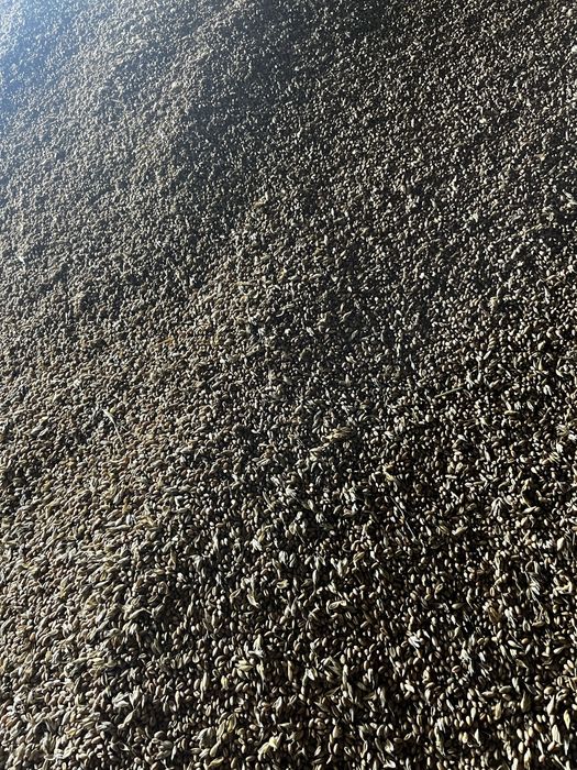 Pszenica owies możliwy  transport