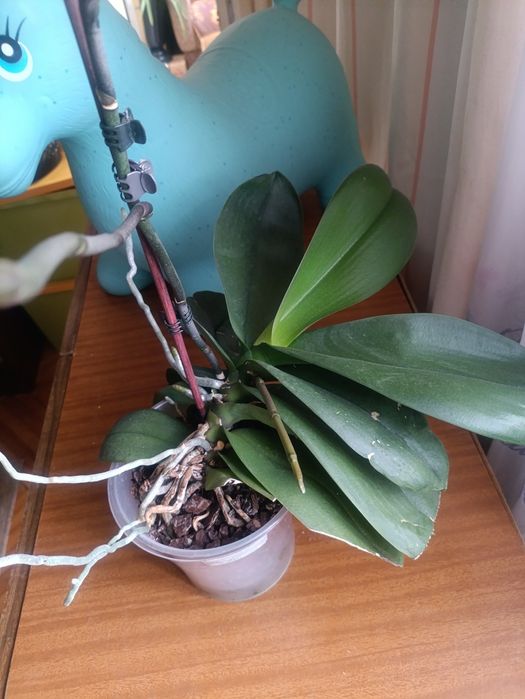 Орхидеи. Фаленопсиса.