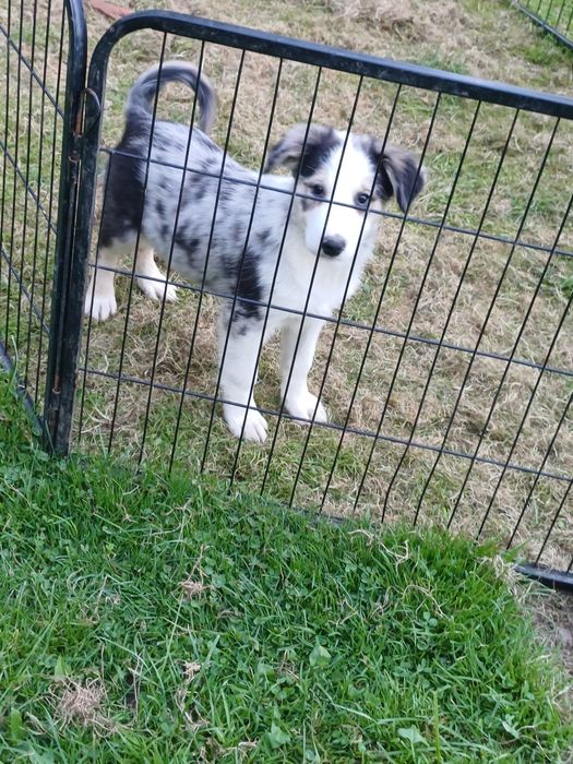 Border collie  pieski