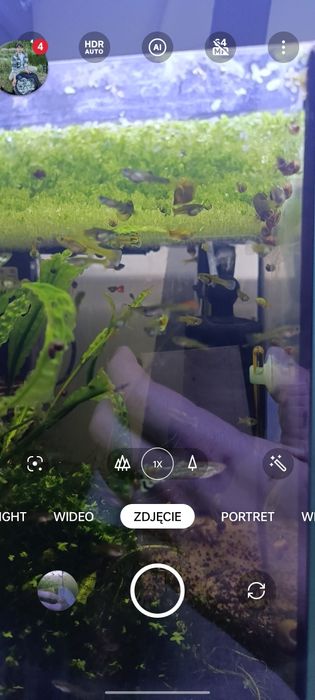 Gupiki Ryby akwariowe