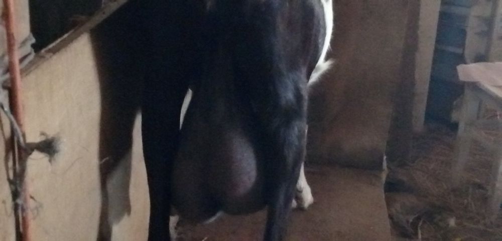 Козлик мама Ламанча батько Нубокаморі