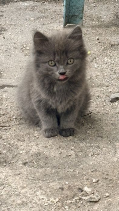 Віддам кошенят в добрі руки