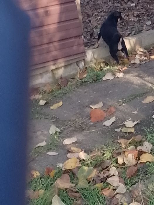 Щенки,два гладкошерстных