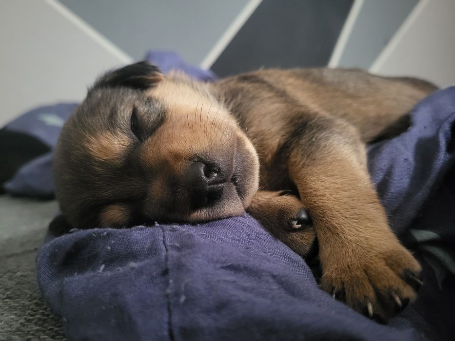 Zostały 2 suczki brązowo żóła i czarna