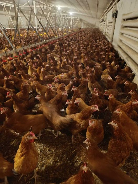 Młode nioski odchowane Kury z jajkiem