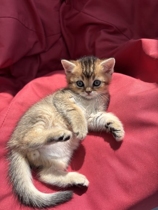 Шотландське кошеня