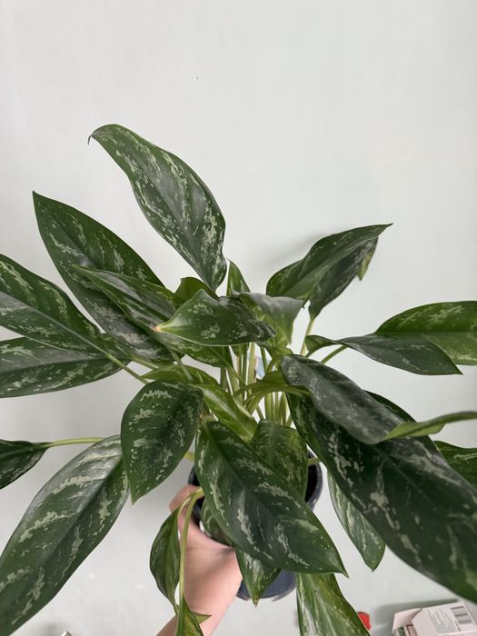 Аглаонема Пахіра фікус Мокламе