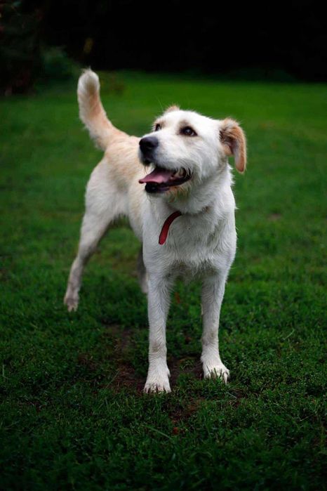 Poznaj naszego podopiecznego Bobiego.