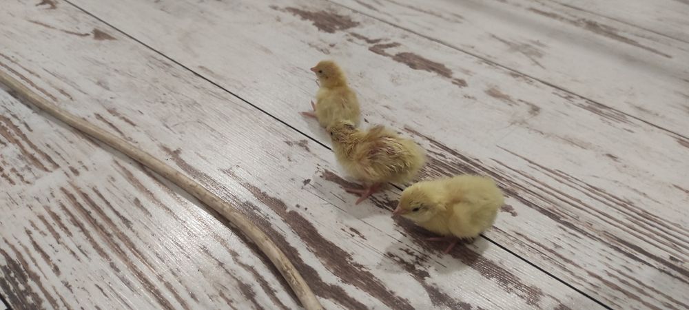 Перепела суточные