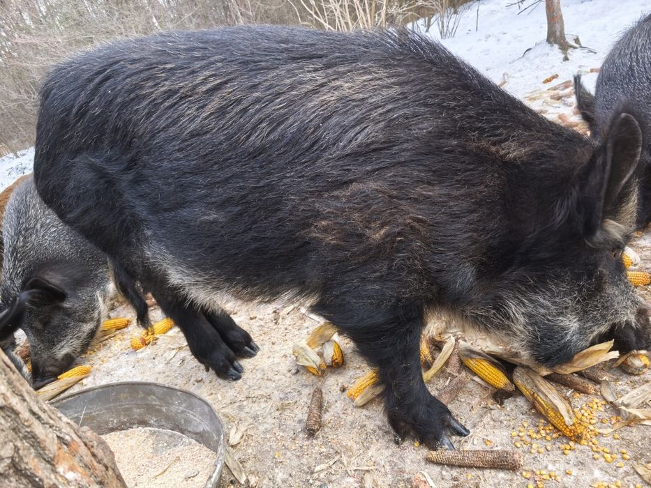 Продам робочого кнура