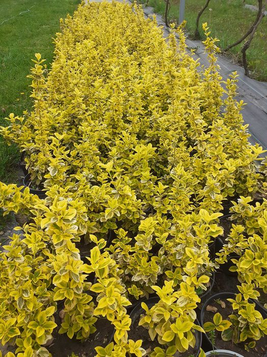 Trzmielina Emerald Gold, wysyłam