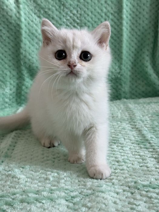 Chłopczyk brytyjski