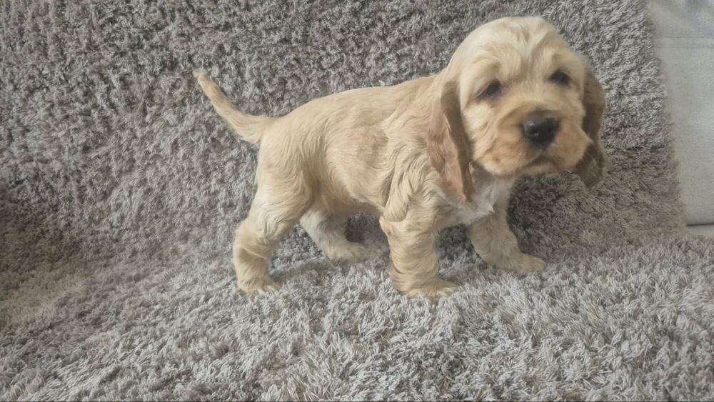 Cocker spaniel angielski chłopiec i dwie dziewczynki