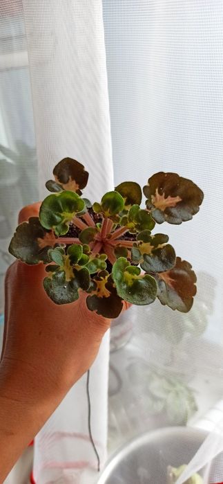 Сенполии , фиалки