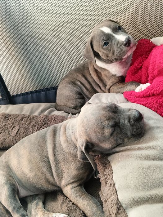 American Staffordshire Terrier Blue rodowód