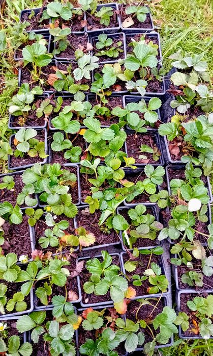 Morangueiro Camarosa em vaso