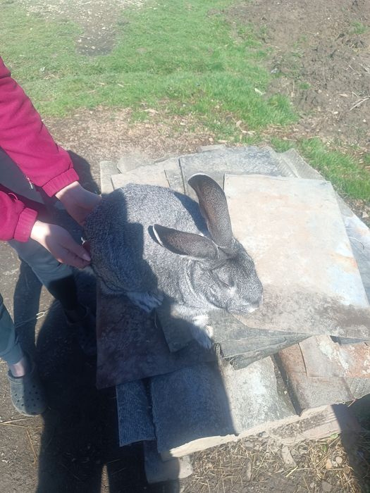 Продам самця  радянської шиншили