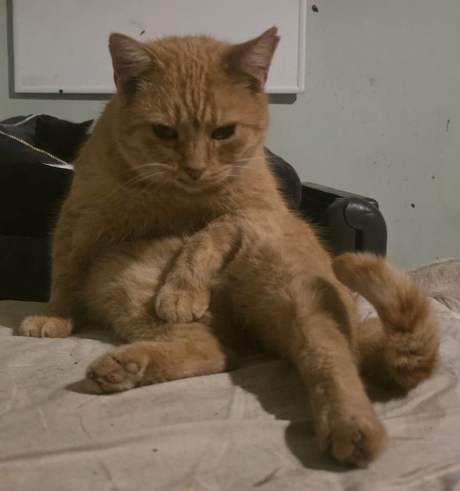 Koty do adopcji Błagamy pomóż Fundacja upada