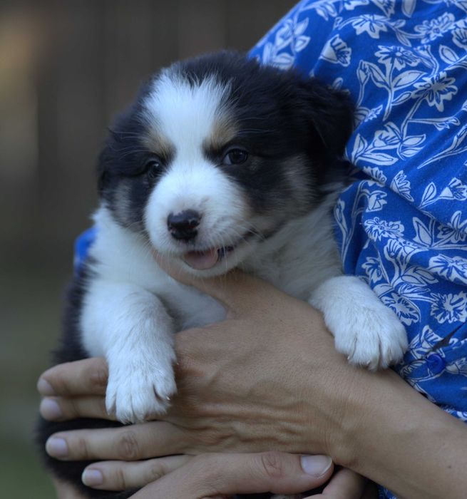 sunia tricolor border collie FCI