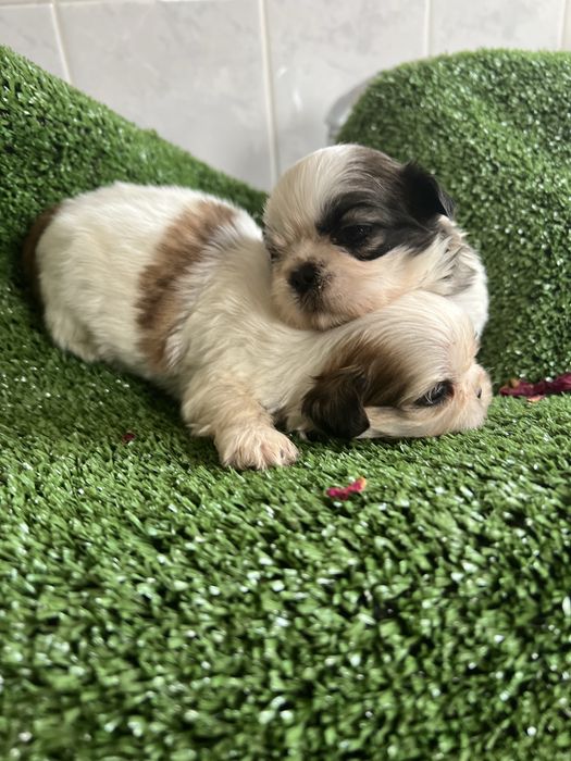 Shi-tzu.excelemte  femea pequenina