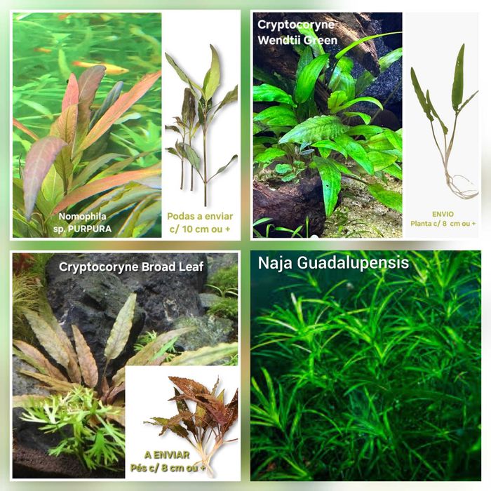 Pack Plantas Aquário - Faça o seu Pack