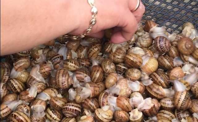 Живые улитки Мюллер — деликатес с частной фермы Бессарабия