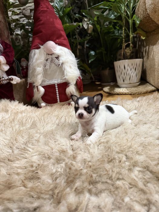 chihuahua krótkowłosy