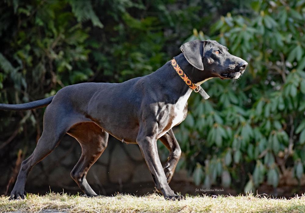 Kreta suczka do adopcji