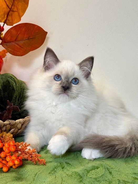 Ragdoll śliczny kocurek do odbioru