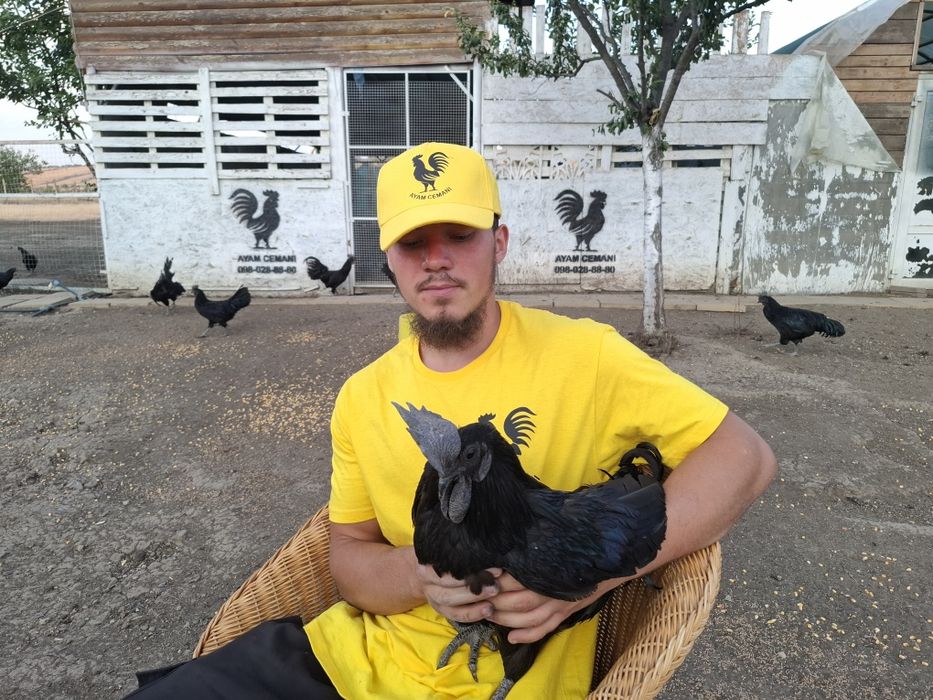 Куры породы Аям Цемани Черного Цвета