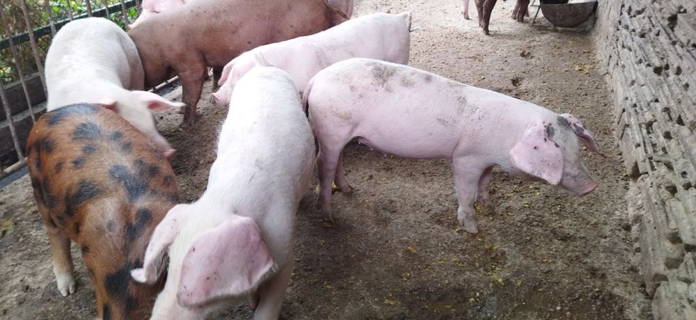 Продам поросята 3 місяці