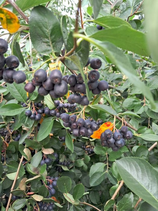 Aronia Ekologiczna 2026 Ręcznie Zrywana Świeża