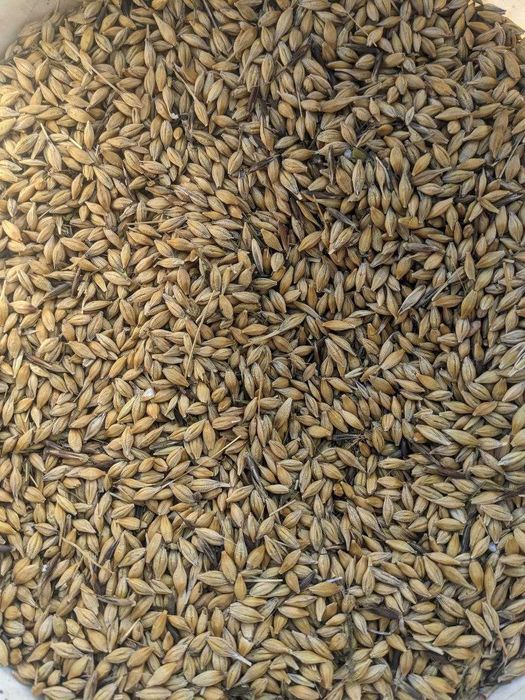 Продам пшеницю, ячмінь