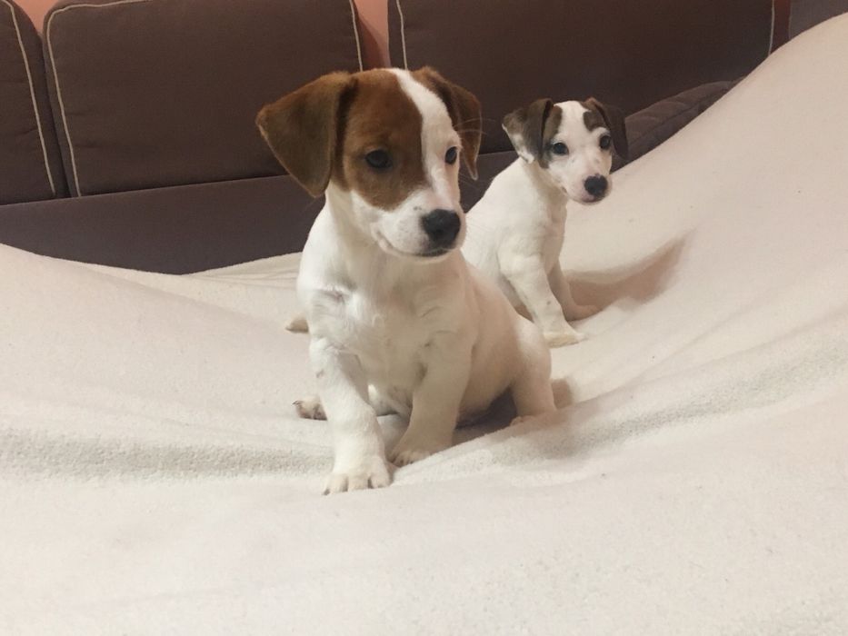 Чудесні малята. Джеки