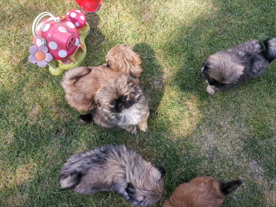 Pekińczyk Szczeniak  Nie Shih Tzu
