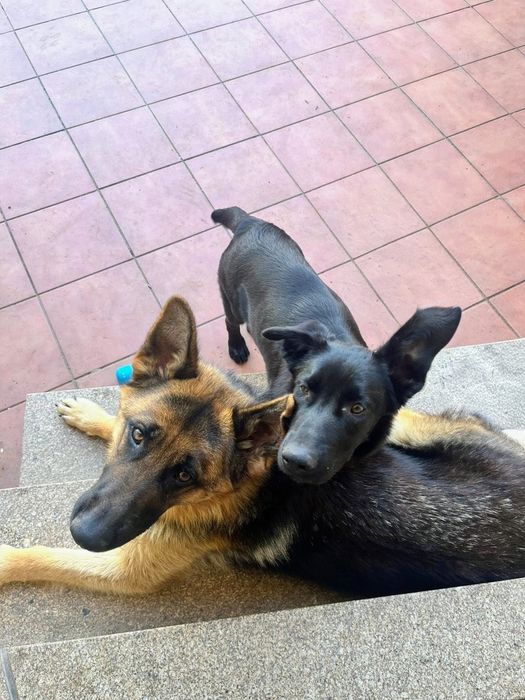 Enf. Vet. | Treino canino e comportamental