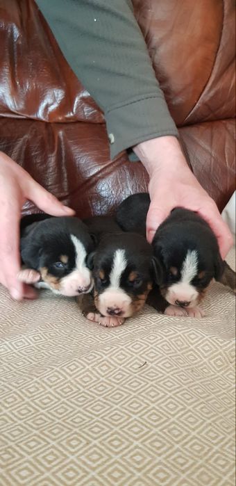 Entlebucher Sennenchund FCI