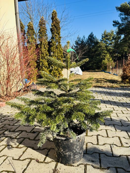 Jodła kaukaska 50 -  80 cm