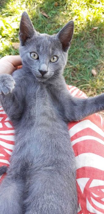 Котеня в добрі руки