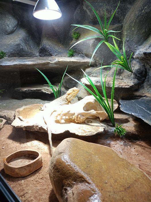 Agama  z terrarium 120x60x60