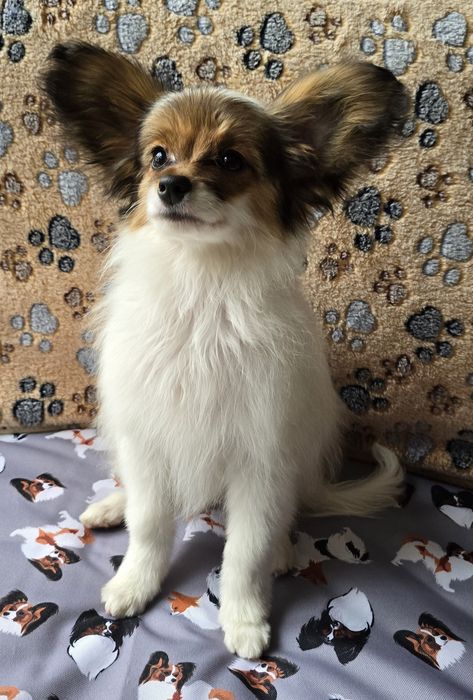 Papillon Spaniel kontynentalny miniaturowy  - piesek - ZKwP/FCI