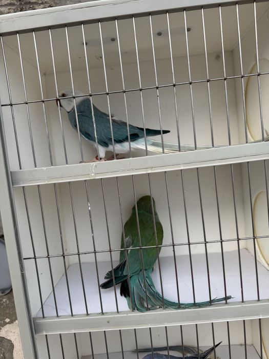 Sprzedam papugi