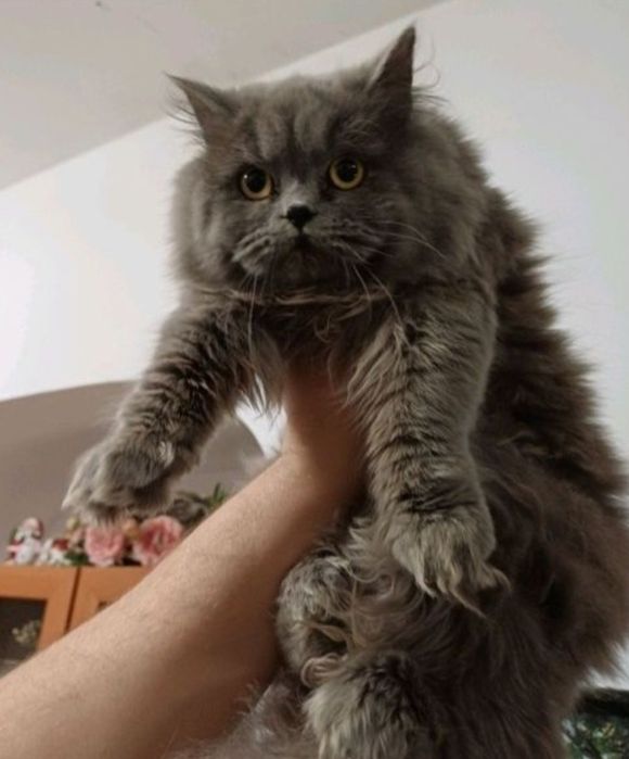 супер котики срочно