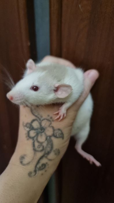 Хаски дамбо крыса девочка