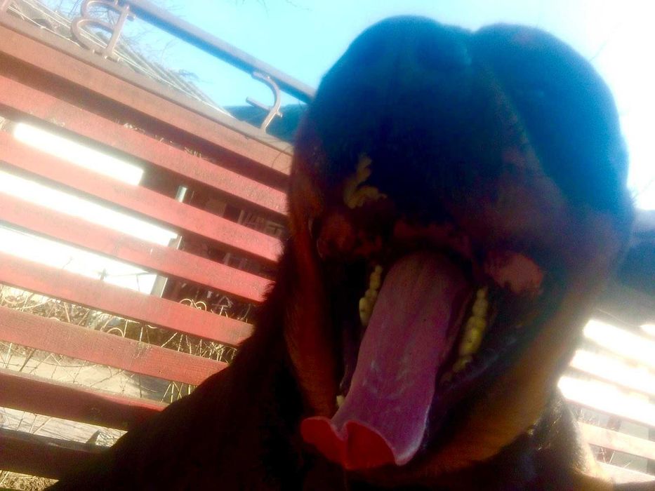 Ротвейлер .В'язка